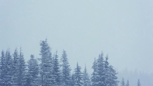 Όμορφο χνουδωτό χιόνι στα κλαδιά των δέντρων. Το χιόνι πέφτει όμορφα από τα κλαδιά του έλατου. Χειμερινό παραμύθι, δέντρα σε αιχμαλωσία χιονιού. Χιονίζει βίντεο χειμώνα — Αρχείο Βίντεο