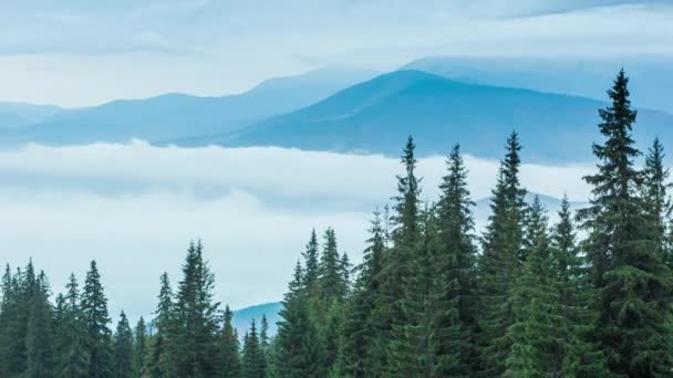 Білі хмари повільно рухаються вздовж осіннього гірського лісу на пагорбі під час дощу. Спокійний вид на вічнозелений сосновий ліс у горах у тумані. Мальовничий, красивий, загадковий пейзаж. 4k . — стокове відео