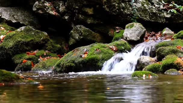 Маленькие водопады в тихом лесу — стоковое видео