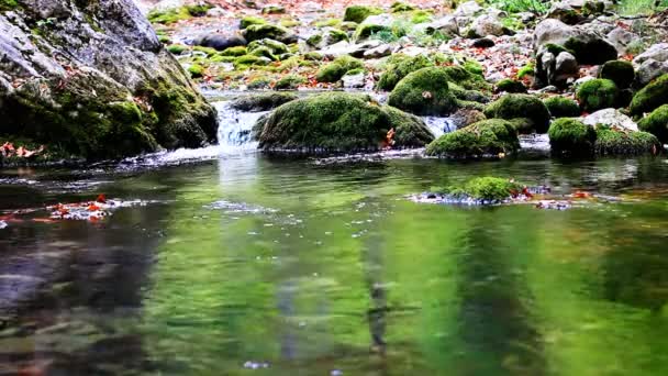 Маленькие водопады в тихом лесу — стоковое видео