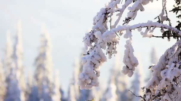 雪の下で冬の木。山の中で冬。ウクライナ｜Carpathian Dragobrat — ストック動画