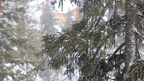 Téli hó hullik az erdőben. Téli hóesés. Hópelyhek hullanak a hegyekbe téli táj. Erős hóvihar téli jelenet háttér. Havas időjárás a havazási időszakban — Stock videók
