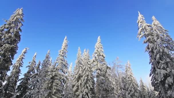 겨울 나무는 눈 밑에 있고. 산에서의 겨울. 우크라이나 카르파티아 드라 고브 라트 — 비디오