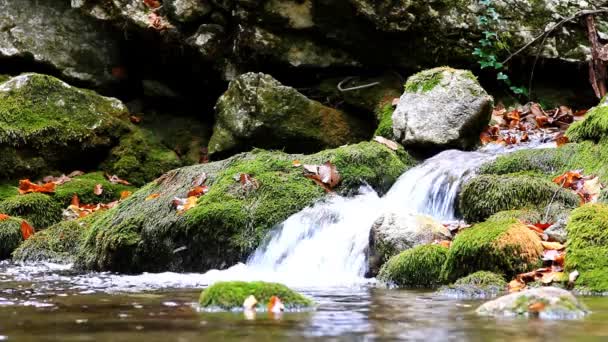 Little waterfalls in a peaceful wood — Stock Video