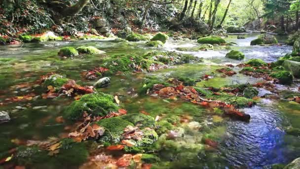 Kleine watervallen in een vredig bos — Stockvideo