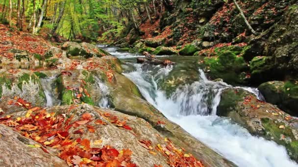 Kleine watervallen in een vredig bos — Stockvideo