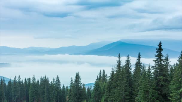 Las nubes blancas se mueven lentamente a lo largo del bosque de montaña de otoño en la colina durante la lluvia. Vista tranquila del bosque de pinos siempreverdes en las montañas en la niebla. Paisaje escénico, hermoso y misterioso. 4k. — Vídeos de Stock