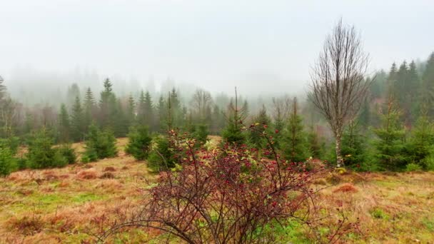 Ukraina, Karpaterna. Morgondimman försvinner i höstfjällen. Landskap med snöiga berg och rinnande dimma. — Stockvideo