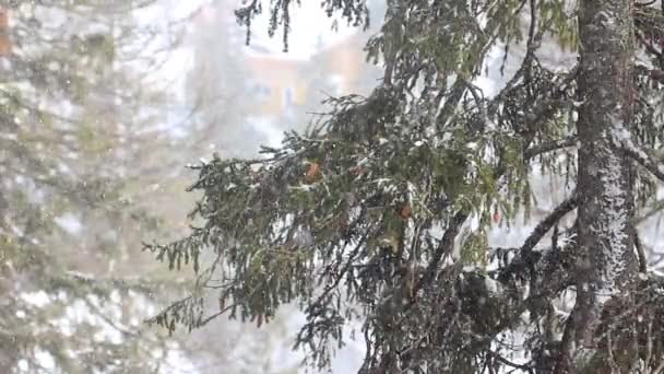 W lesie pada śnieg zimowy. Zimowe opady śniegu. Płatki śniegu spadające w góry zimowy krajobraz. Ciężka burza śnieżna tło sceny zimowej. Pogoda śnieżna w okresie śniegu — Wideo stockowe