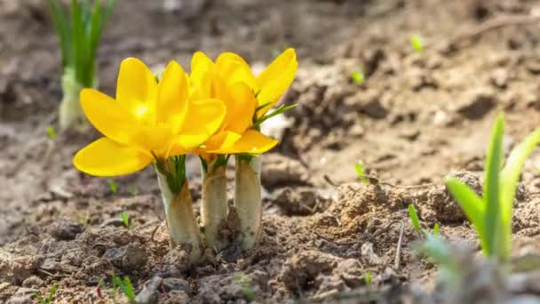První žluté květy krokusu, jarní šafrán — Stock video