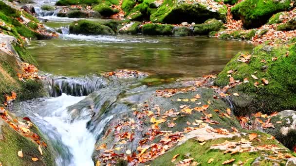 Pequenas cachoeiras em uma floresta pacífica — Vídeo de Stock