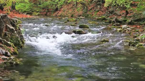 Kleine watervallen in een vredig bos — Stockvideo