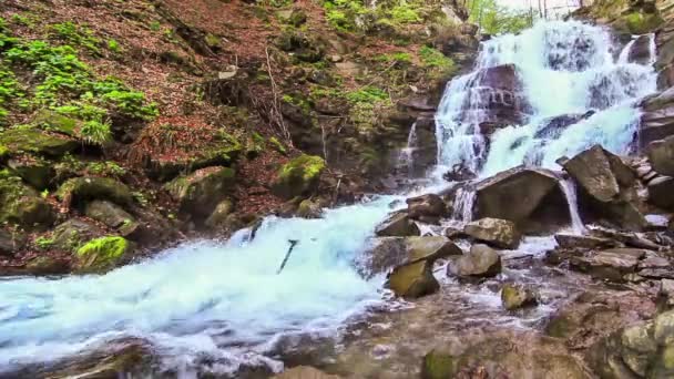 Woda wpada nad skałami przez gęsty zarost paproci karpackiego lasu.. — Wideo stockowe