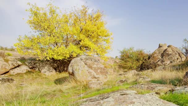 El árbol está vestido con un traje de otoño. Aktovsiy cañón, Ucrania. Árboles otoñales y grandes rocas de piedra alrededor. Vídeo en vivo — Vídeos de Stock