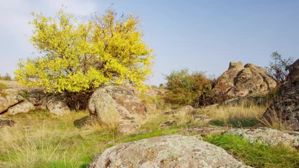 De boom is gekleed in een herfstoutfit. Aktovsiy canyon, Oekraïne. Herfstbomen en grote stenen rotsblokken. Live video — Stockvideo