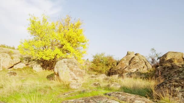 A árvore está vestida com uma roupa de outono. Aktovsiy canyon, Ucrânia. Árvores de outono e grandes pedras de pedra ao redor. Vídeo ao vivo — Vídeo de Stock