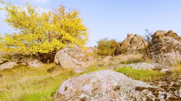 De boom is gekleed in een herfstoutfit. Aktovsiy canyon, Oekraïne. Herfstbomen en grote stenen rotsblokken. Live video — Stockvideo