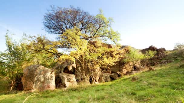 L'albero è vestito con un vestito autunnale. Canyon di Aktovsiy, Ucraina. Alberi autunnali e grandi massi di pietra intorno. Video in diretta — Video Stock