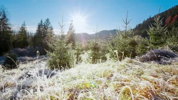 Bela grama seca coberta de neve na geada tremulando em uma brisa leve contra um céu azul com sol. — Vídeo de Stock