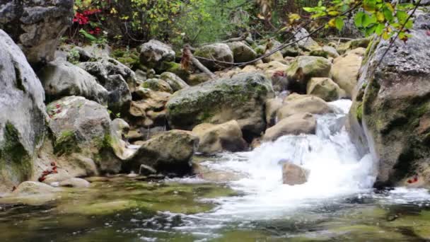 Pequeñas cascadas en un bosque tranquilo — Vídeo de stock