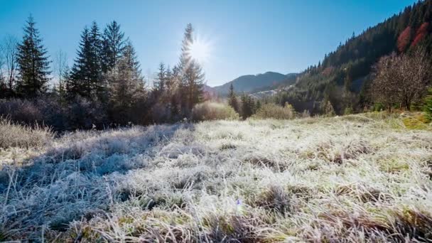 Bela grama seca coberta de neve na geada tremulando em uma brisa leve contra um céu azul com sol. — Vídeo de Stock