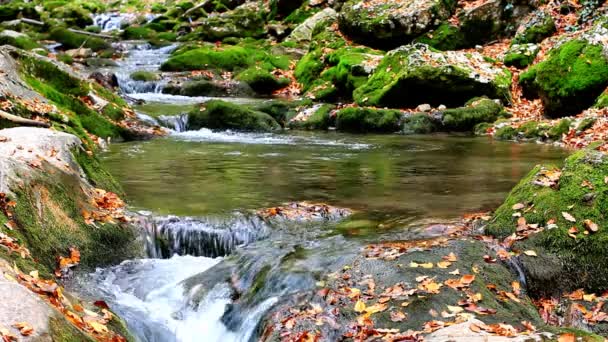 Kleine watervallen in een vredig bos — Stockvideo