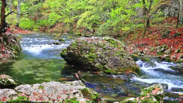 Pequeñas cascadas en un bosque tranquilo — Vídeo de stock