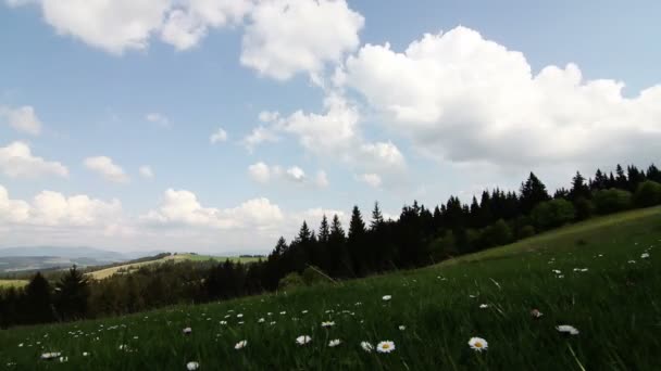 Słoneczne stokrotki żywa dzika łąka — Wideo stockowe