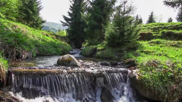 L'acqua cade sulle rocce attraverso il fitto sottobosco di felci di una foresta carpatica. — Video Stock