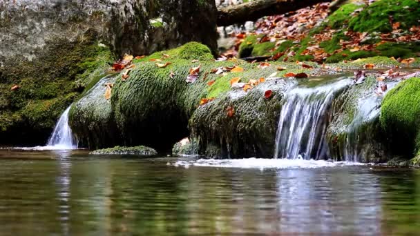 Pequeñas cascadas en un bosque tranquilo — Vídeo de stock