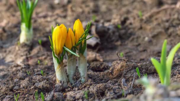 Erste gelbe Krokusblüten, Frühlingssaft — Stockvideo