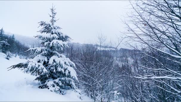Fiocchi di neve cadenti in montagne ghiacciate paesaggio con abeti. Sfondo natalizio con alti abeti ricoperti di neve nella foresta. Snowing filmati invernali — Video Stock