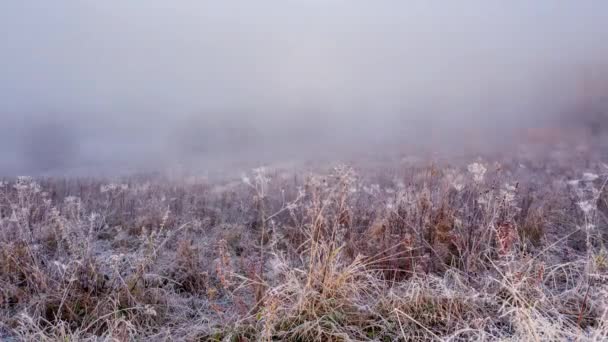 Sisteki alan. Soğuk kış sabahında tarlada donmuş çimenler. Çimenler beyaz buzla kaplıydı. Kışın başlangıcında. Soğuk güneşli bir sabah. Meadow 'da buz. Çayırdaki buz kristali — Stok video