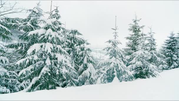 Fallande snöflingor i frusna fjällandskap med granar. Jul bakgrund med höga granar täckta med snö i skogen. Snövit vinterfilm — Stockvideo