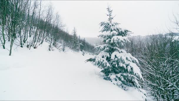 Fallande snöflingor i frusna fjällandskap med granar. Jul bakgrund med höga granar täckta med snö i skogen. Snövit vinterfilm — Stockvideo