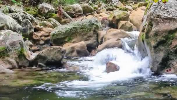 Yeşil yaz ormanlarında akarsu hızlı akıyor. Kristal berrak suyu olan küçük bir şelale. Yosun kaplı taşlar ve kütükler — Stok video