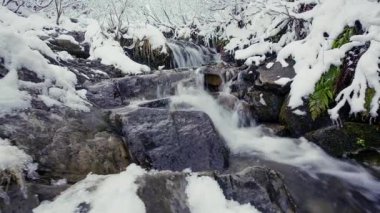 Ukrayna 'nın Karpat Dağları' ndaki dağlık ormanlardan akan su..