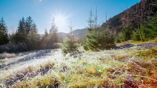 Bela grama seca coberta de neve na geada tremulando em uma brisa leve contra um céu azul com sol. — Vídeo de Stock