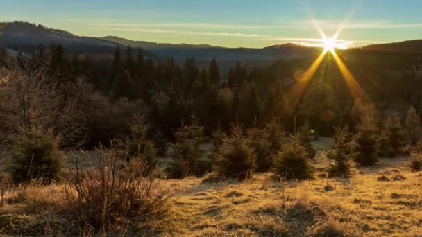 Ηλιόλουστο δάσος νωρίς το πρωί. Ο ήλιος διαπερνά τα κλαδιά της πρώτης, σχηματίζοντας όμορφες ακτίνες στον αέρα. Χόρτο καλυμμένο με πάγο. Καρπάθια Όρη. Ουκρανία — Αρχείο Βίντεο