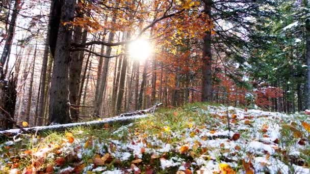 Gyönyörű, száraz fű, melyet hó borít a rekedt fagy, mely a kék égbolton napsütéses szellőben suhan.. — Stock videók