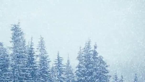 Nieve en invierno en el bosque, suave mañana de Navidad nevada con nieve que cae. Paisaje invernal. Árboles cubiertos de nieve — Vídeos de Stock