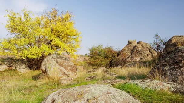 L'albero è vestito con un vestito autunnale. Canyon di Aktovsiy, Ucraina. Alberi autunnali e grandi massi di pietra intorno. Video in diretta — Video Stock