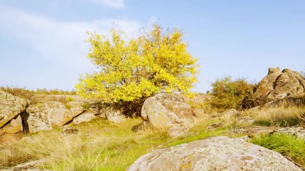 Drzewo jest ubrane w jesienny strój. Kanion Aktovsiy, Ukraina. Jesienne drzewa i duże kamienne głazy wokół. Wideo na żywo — Wideo stockowe