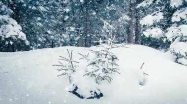 Ağaç dallarında güzel pofuduk kar. Ladin dallarından kar çok güzel yağıyor. Kış masalı, kar altındaki ağaçlar. Kar yağışı görüntüsü