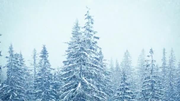 Schneefall im Winter im Wald, sanfter, verschneiter Weihnachtsmorgen mit fallendem Schnee. Winterlandschaft. Schneebedeckte Bäume — Stockvideo