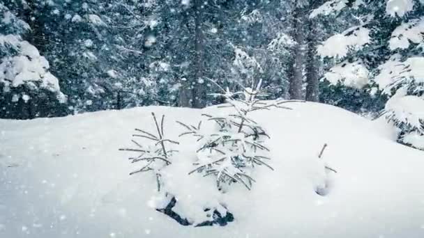 Piękny puszysty śnieg na gałęziach drzew. Śnieg pięknie pada z gałęzi świerku. Zimowa bajka, drzewa w niewoli śniegu. Snowing zimowy materiał wideo — Wideo stockowe