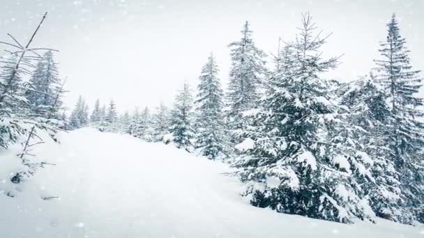 Bella neve soffice sui rami degli alberi. La neve cade splendidamente dai rami di abete rosso. Fiaba invernale, alberi in cattività di neve. Snowing video riprese invernali — Video Stock