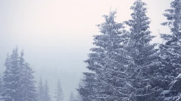 Mooie pluizige sneeuw op boomtakken. Sneeuw valt prachtig van de sparren takken. Winter sprookje, bomen in de sneeuw gevangenschap. Sneeuwen winter beelden video — Stockvideo