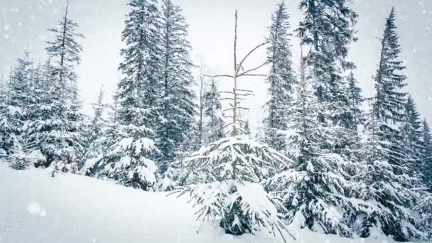Hermosa nieve esponjosa en las ramas de los árboles. Nieve cae maravillosamente de las ramas de abeto. Cuento de hadas de invierno, árboles en cautiverio de nieve. Vídeo de imágenes de invierno nevando — Vídeos de Stock