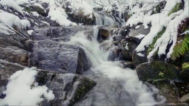 Ukrayna 'nın Karpat Dağları' ndaki dağlık ormanlardan akan su..